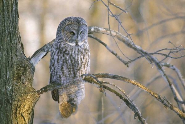 Canada, Quebec Great gray owl at sunset